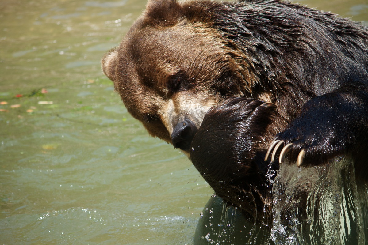 Native American Name For Bear