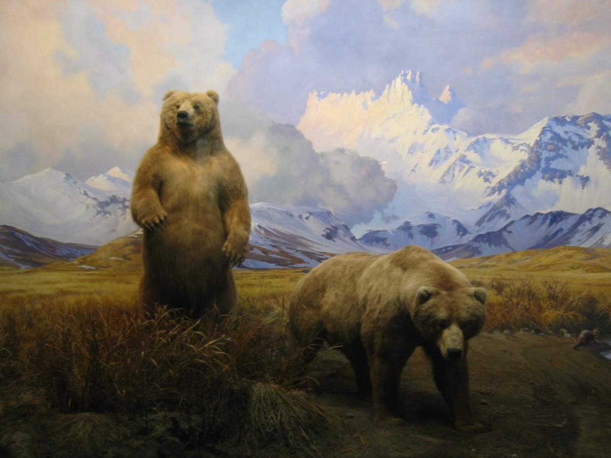 about-native-american-bears